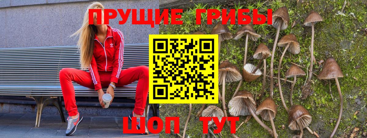 Галлюциногенные грибы GOLDEN TEACHER Сокол