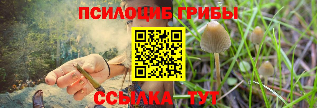 Сокол  Псилоцибиновые грибы прущие грибы  Вход с VPN 